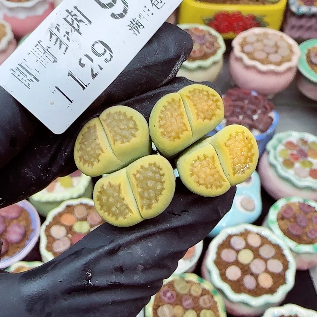 生石花满18包邮1129-95