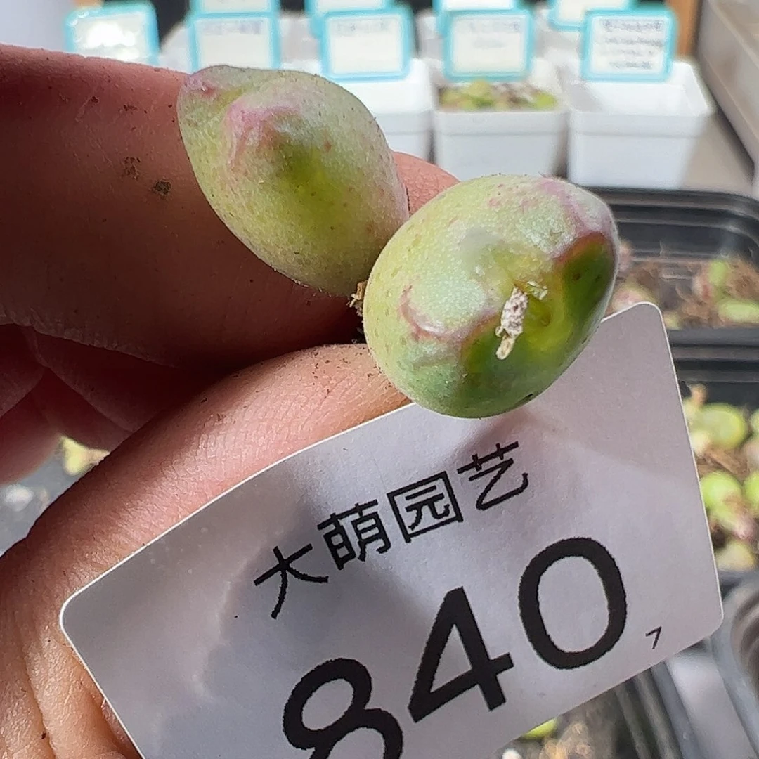 0000840 一物一拍……