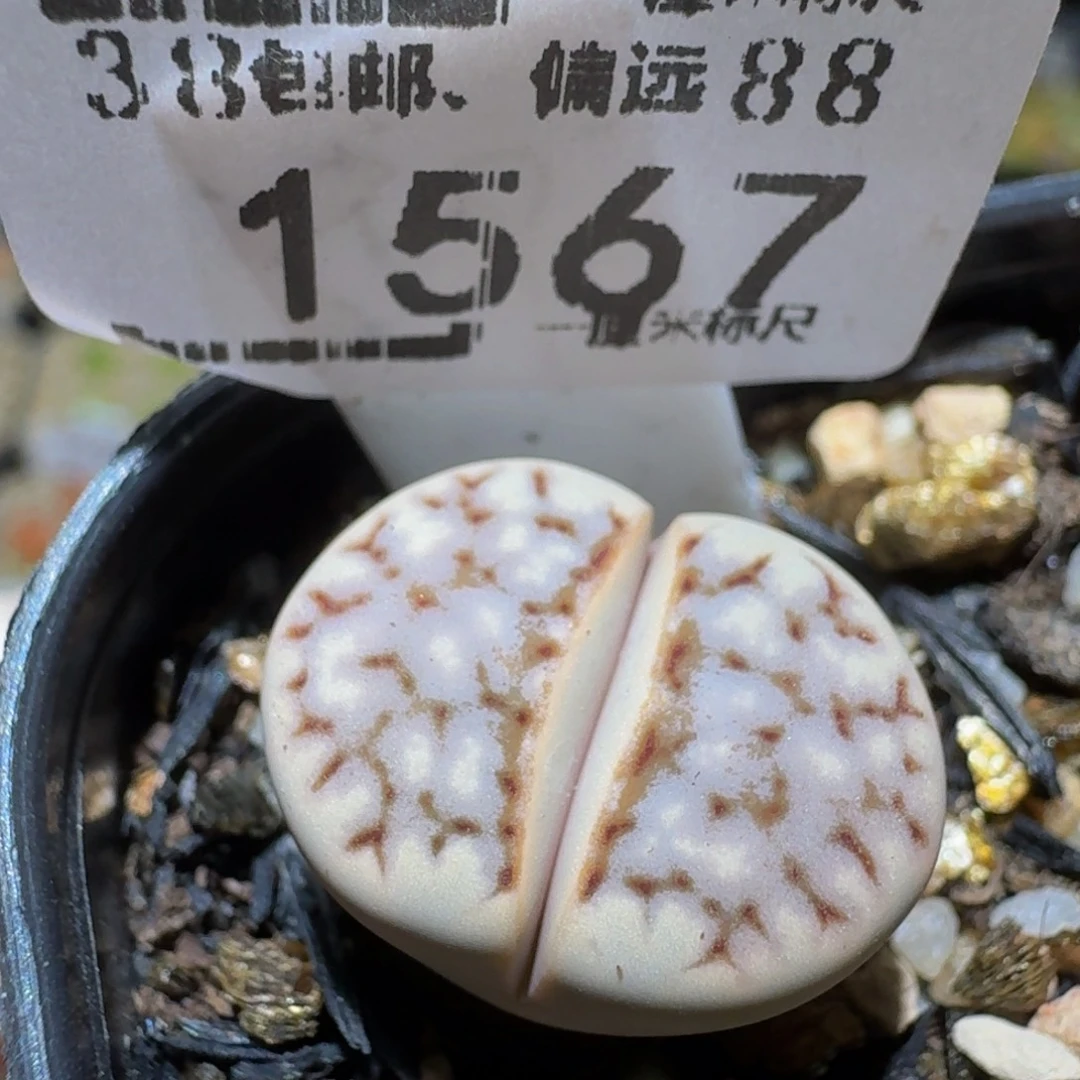 Ssss精品生石花1567大理石