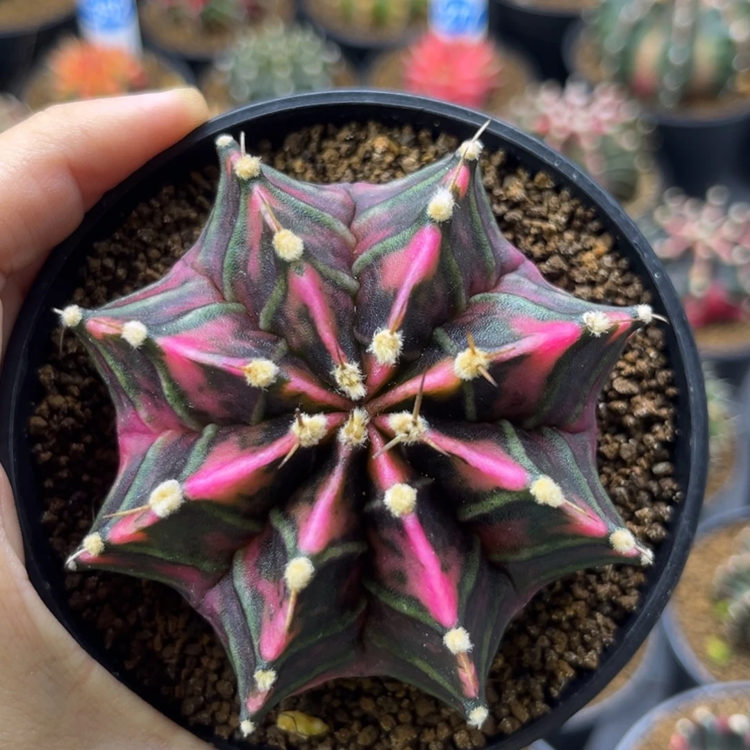 暗黑紫粉一物一拍