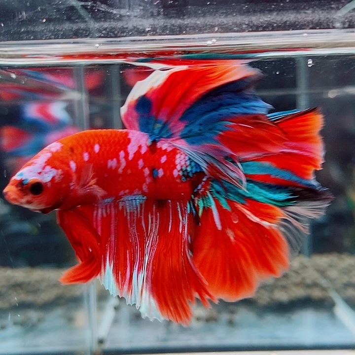 斗鱼黑146号巨斗半月