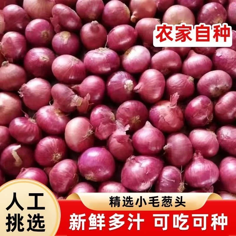 迷你小洋葱2025新上市正宗小葱头单粒圆葱珠干香葱头红葱头毛葱