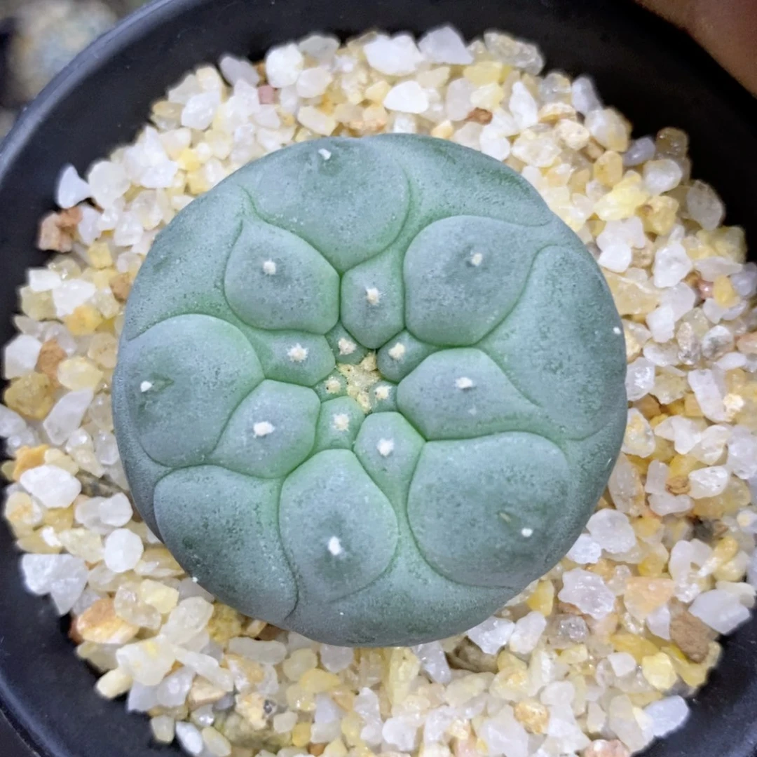 满*仙人球等多种游戏玩法