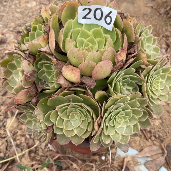 无花朵206多肉植物莲花座