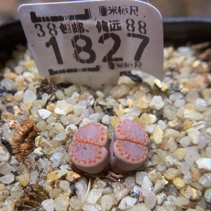 Sss精品生石石1827