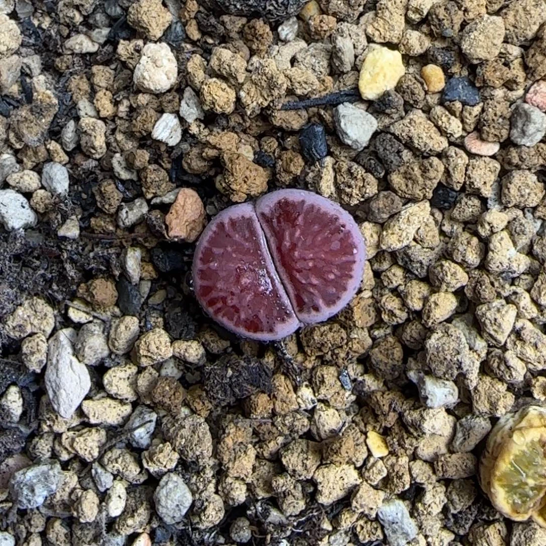 紫菊清框福利30包邮