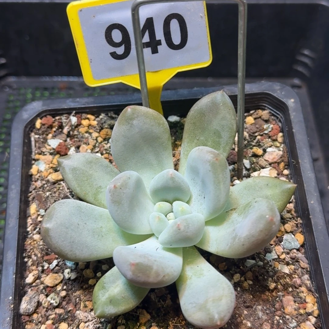多肉植物波光美人940
