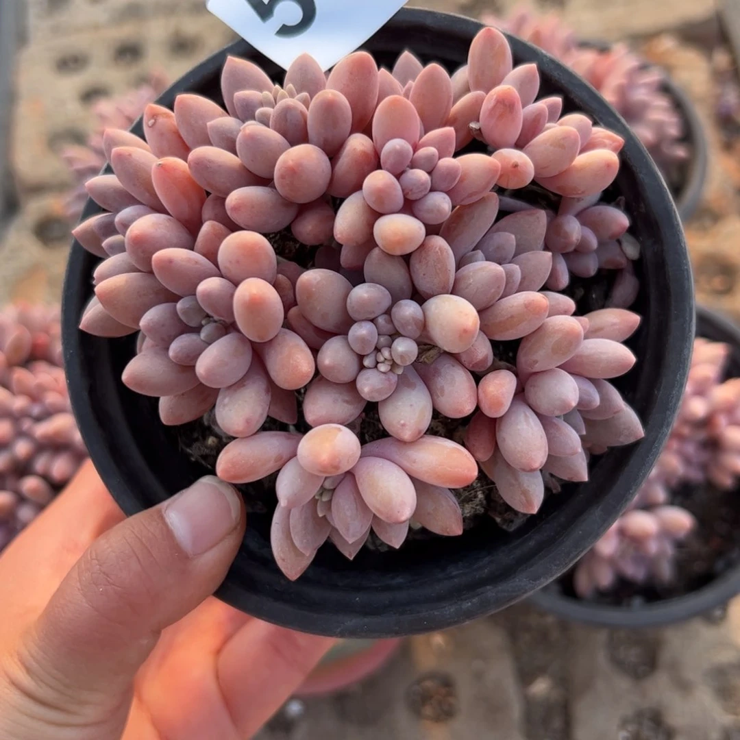 S***鱼516 多肉植物组合盆栽