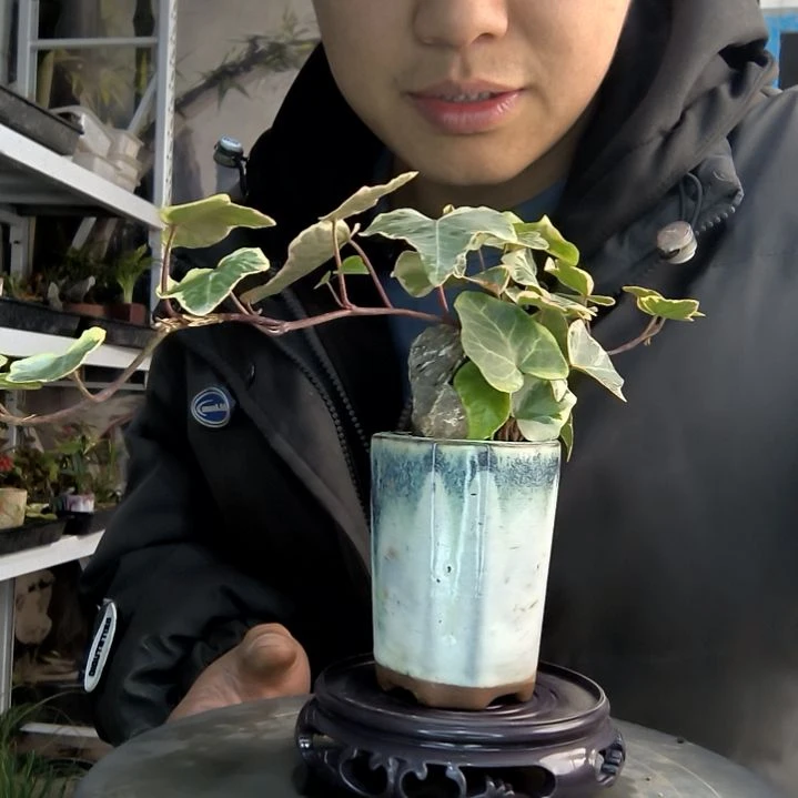 钮****九小盆景小植物一物一拍419