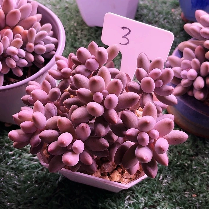 我是第一百个申请创建我的