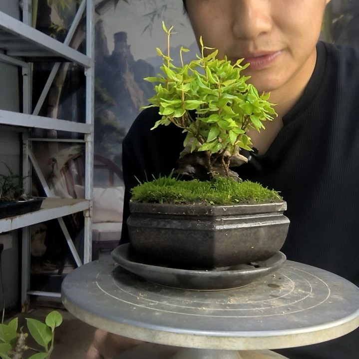 豆*周中青园艺一物一拍20