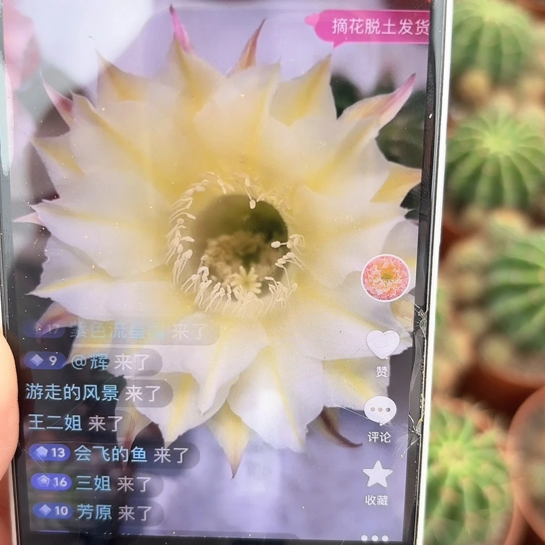 彩草黄白6公分左右