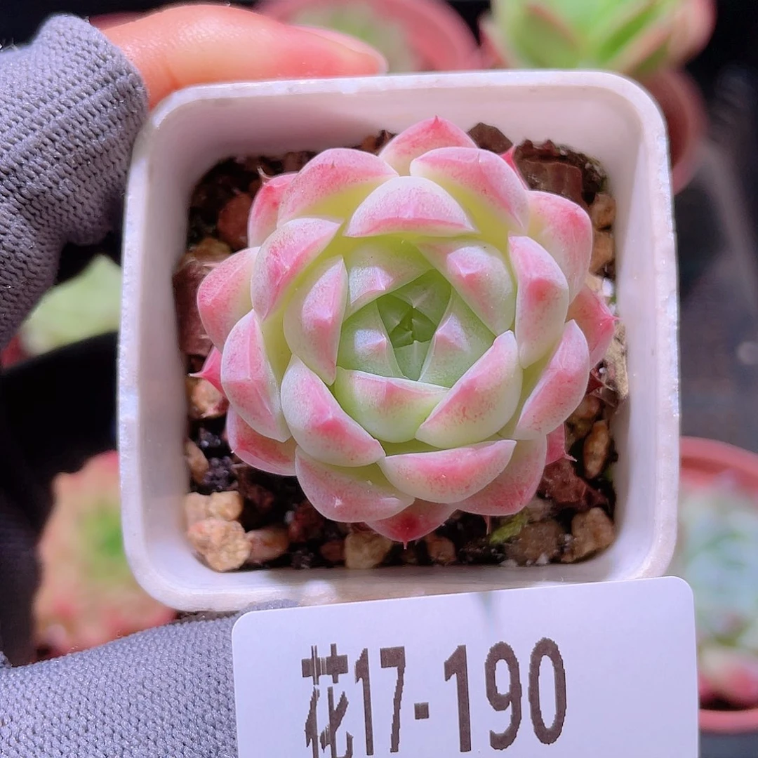花利美17-190美瞳