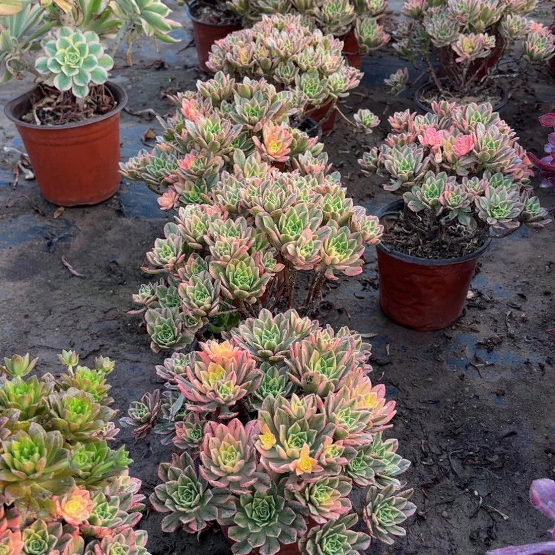 甜茶两颗9.9法师多肉木质（叶片会发黑）