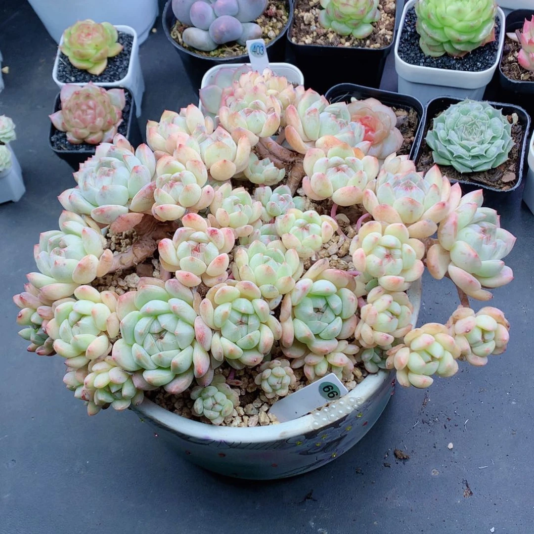 58包邮  群生不包整66