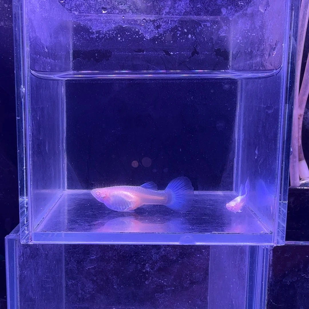 孔雀鱼蓝白噢意1对