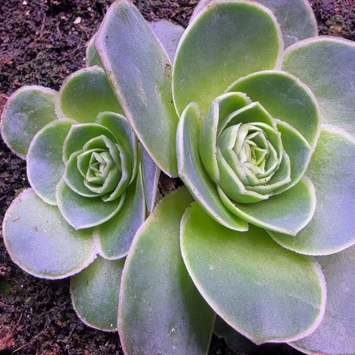 双头7厘米1424242424242