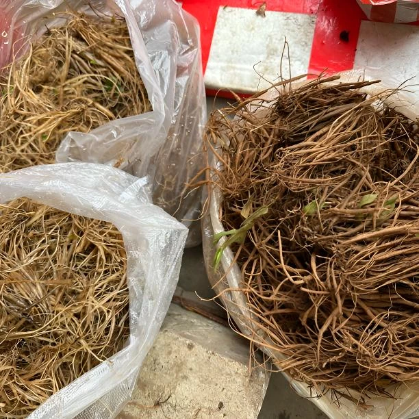 会泽野生千针万线草根新鲜采挖麦参根新鲜筋骨草可煲汤炖肉食用