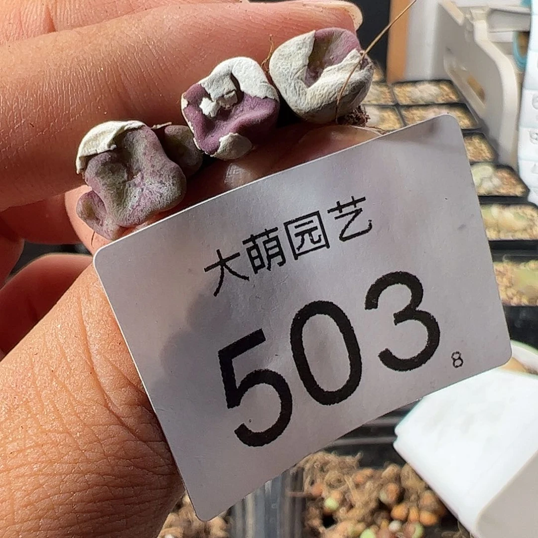 一物一拍。        503