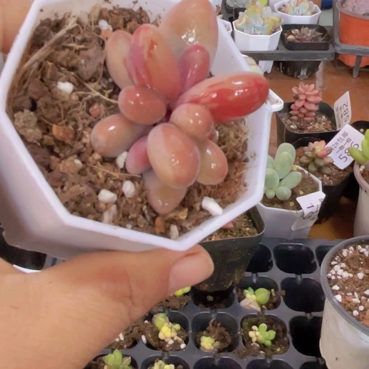 糖果拉丝锦多肉植物627