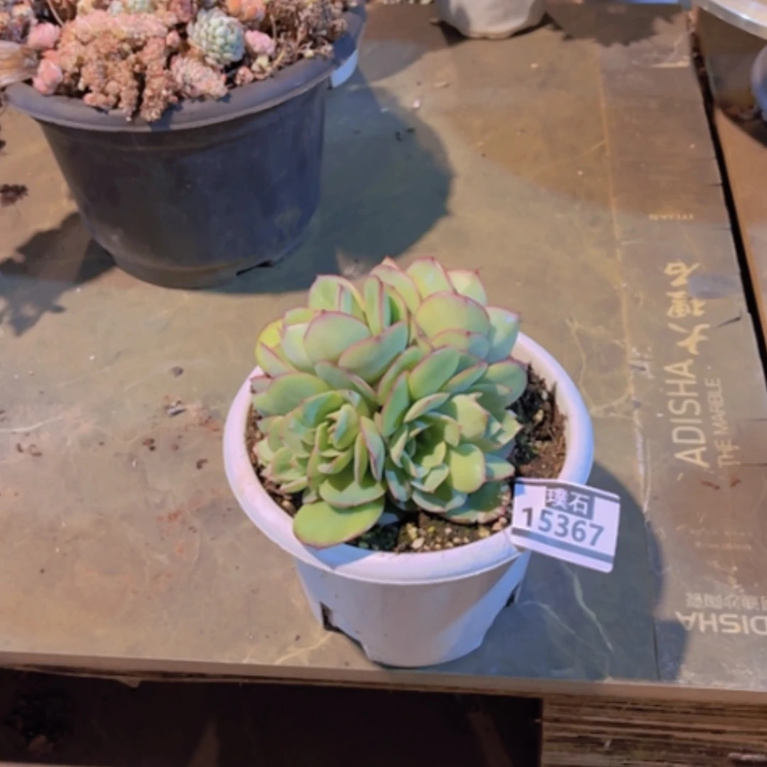 【闪购商品】～***～牡丹亭15367