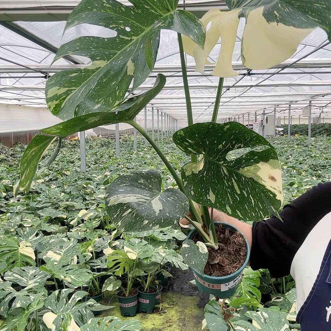 完全开放真**敌洒金1111111