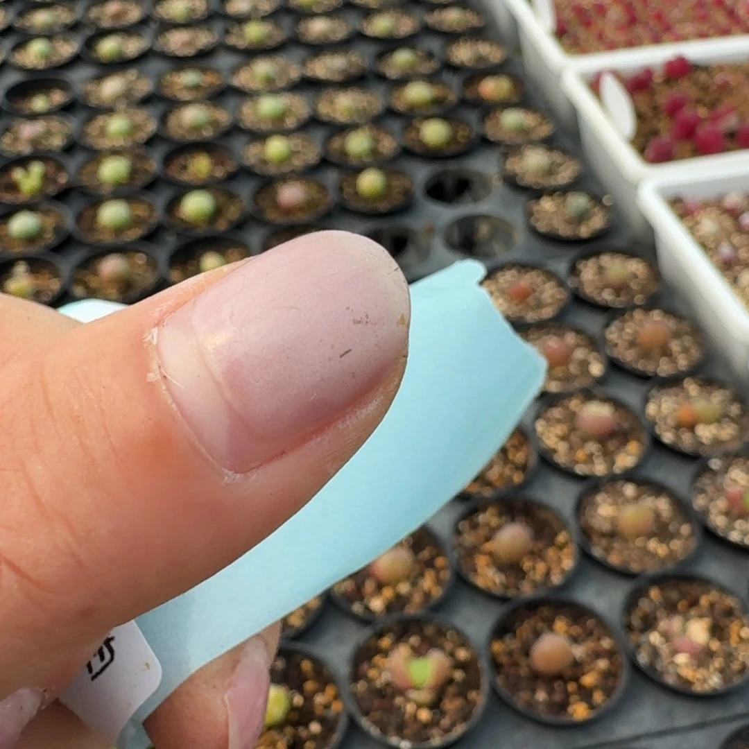 四包土一包硅藻鹿澡赤玉各一包