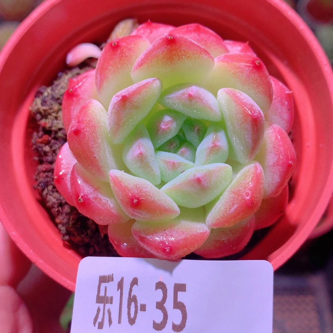 乐然16-35 白桃汽水