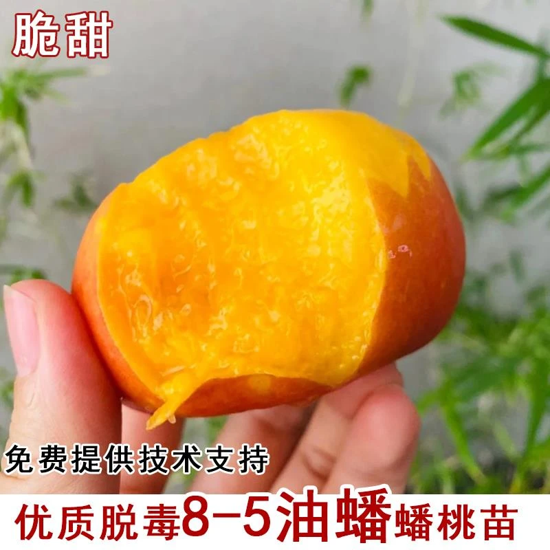 新品种嫁接8-5油蟠桃树苗脆甜黄金油蟠桃苗南北庭院种植当年结果