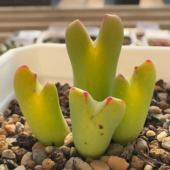 78 黄体鹿角少将。