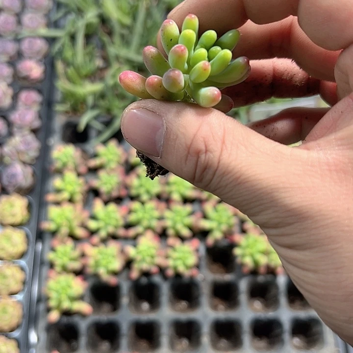 乙女心 满10颗包邮