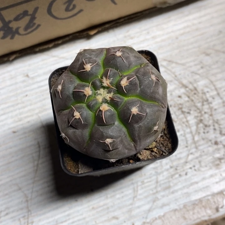 实生铅皮特价福利