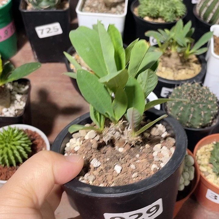 029美花恋珠大戟块根