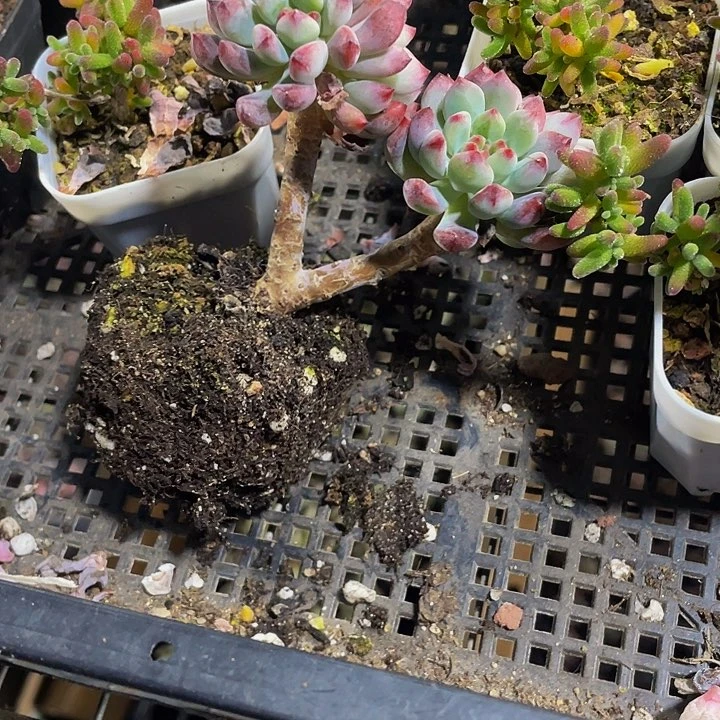 6.5方烂苹果带哦土发
