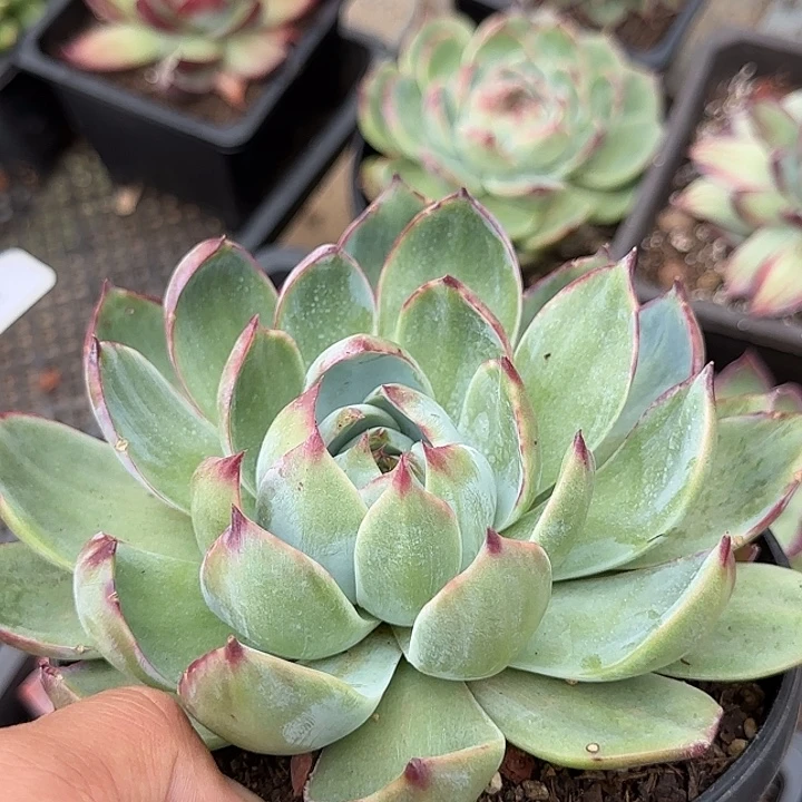 惊鸿一物一拍包装收缩花旱