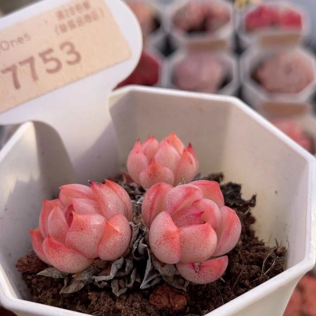 暮云7753-4.5厘米