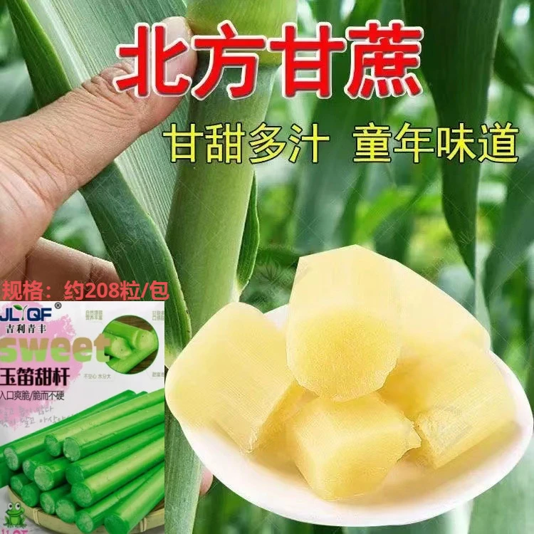 甜高杆种籽甜芦稷四季播甜杆小甘蔗种籽甜高粱种子