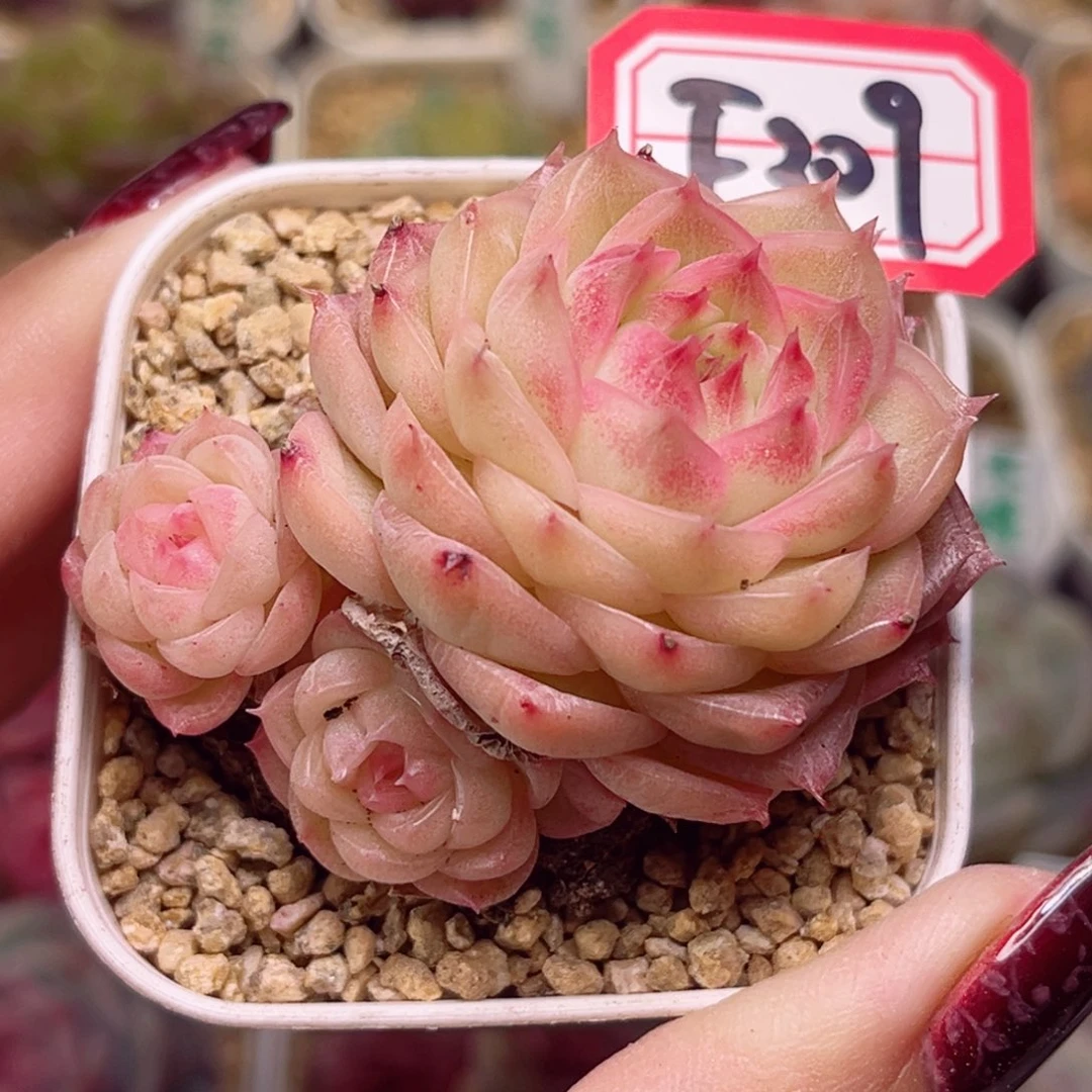 F309一物一拍 柳絮