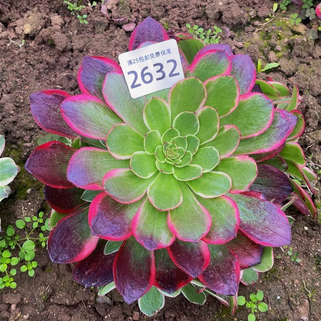 2632粉花妖多肉植物