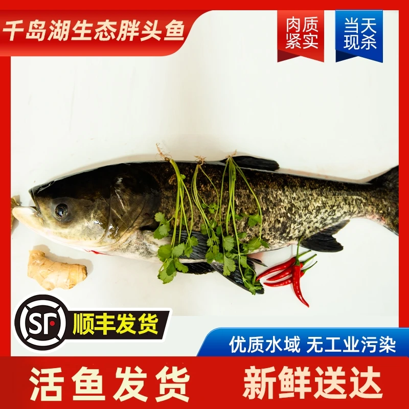 【活鱼包邮到家】千岛湖生态胖头鱼肉质鲜嫩 鲜活捕捞 顺丰包活到家