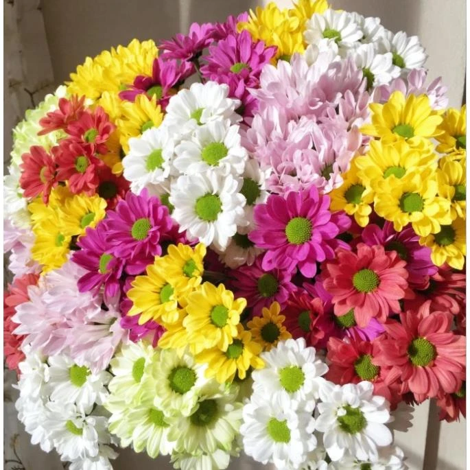 【任意满两单鲜花升级EMS空运】混色小菊10支超长待机 云南直发