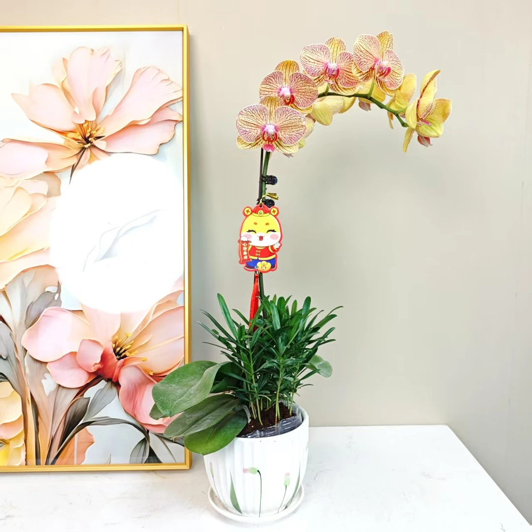 A级【黄金甲】精品 蝴蝶兰