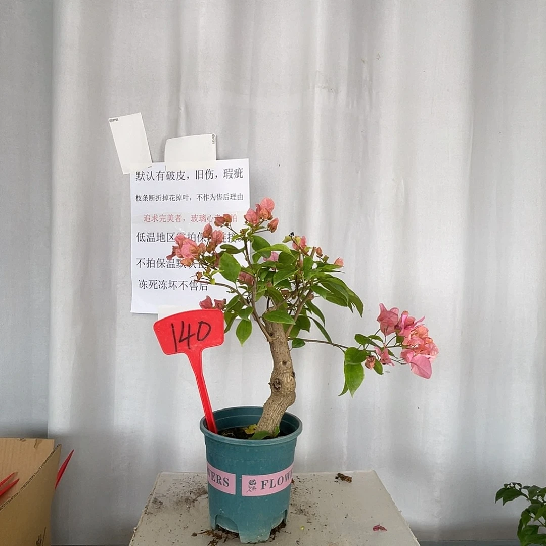 大部分开放少量花苞140橙粉公主小桩，缺肥