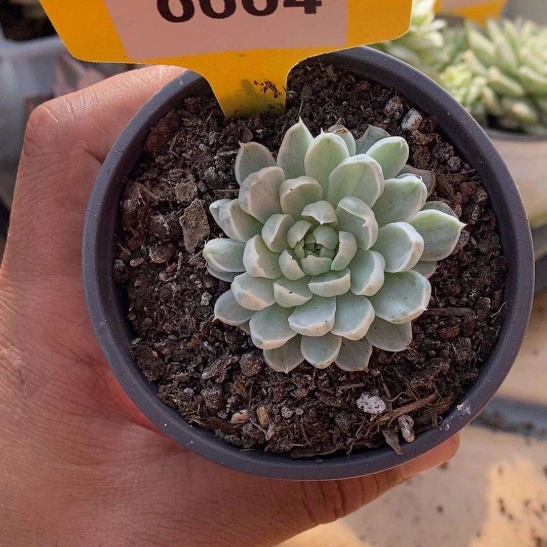 004白线哈哈哈哈哈