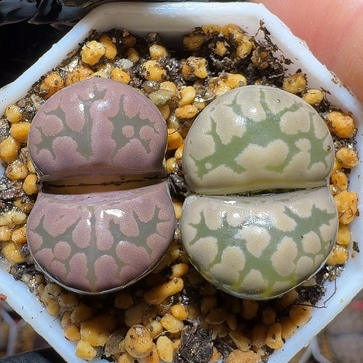 生石花1112222。  205