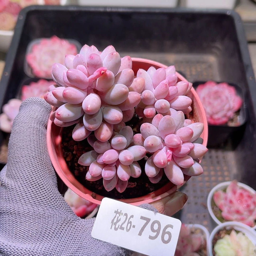 花26-796婴儿手指