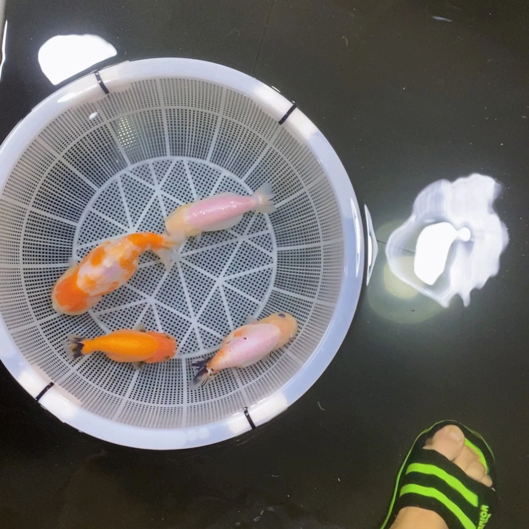 金鱼饭*不包邮落地包损包健康