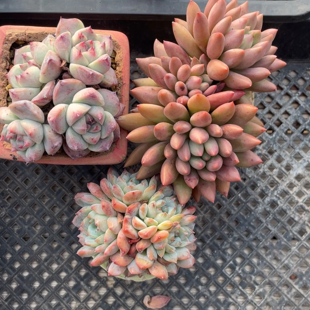 小***n三个清台子一组佳人红蜻蜓冰魄