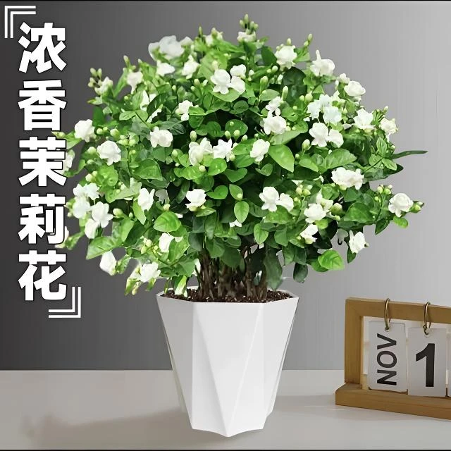 茉莉花盆栽四季开花重瓣浓香好养室内外阳台庭院好养易活驱蚊绿植