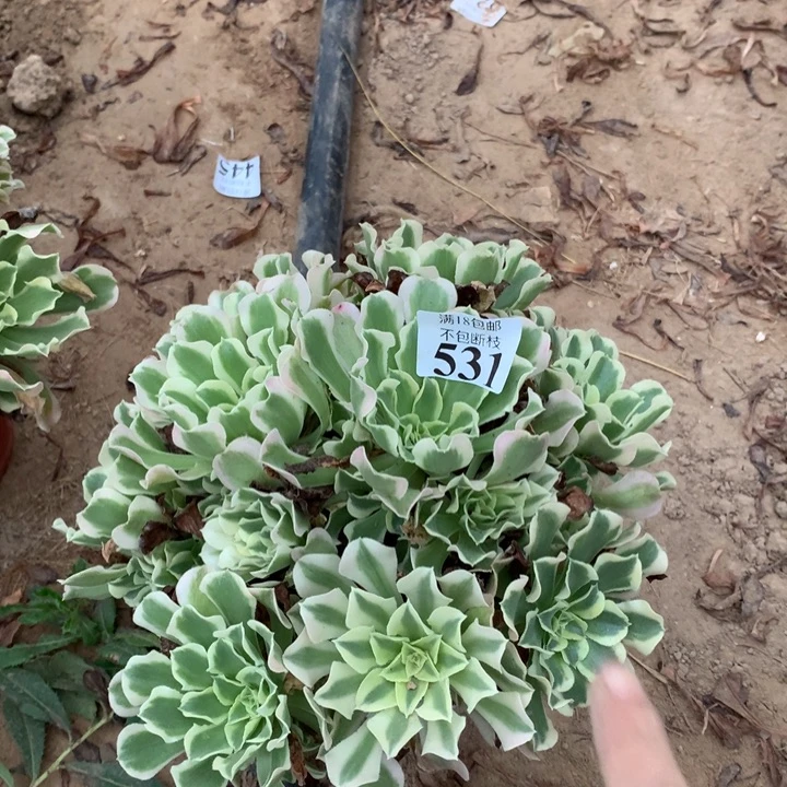 531雨花石绣球东棚